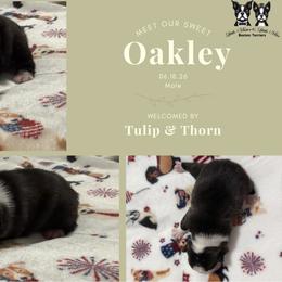 Oakley - Black brindle and white male Boston Terrier puppy in El Paso, Texas from Little Mister and Little Miss Boston Terriers