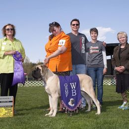French Bulldog and Mastiff Puppies from Stonehaven Mastiffs and French Bull dogs