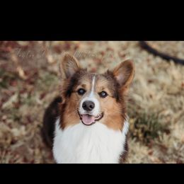 Timber - Pembroke Welsh Corgi