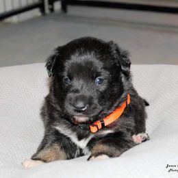Lapponian Herder Puppies from Kuulas Kennels