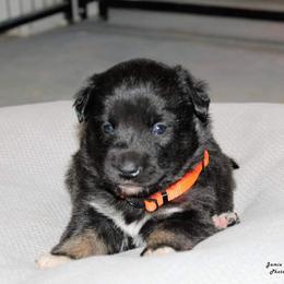 Lapponian Herder Puppies from Kuulas Kennels