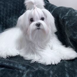 River - White female Maltese puppy in Clarksville, Tennessee from Iron Angel Maltese