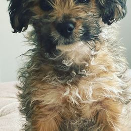 Aussiedoodles, Bordoodles, Corgipoos, and Shihpoos from Sugar Doodles