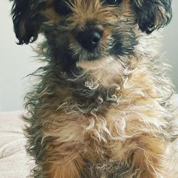 Aussiedoodles, Bordoodles, Corgipoos, and Shihpoos from Sugar Doodles