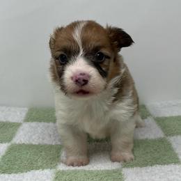 Orion (sable bluie fluffy) - Sable and white male American Corgi puppy in Waco, Texas from The Comma Corgis
