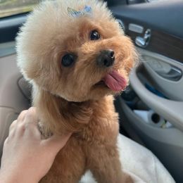 Jojo - Poodle