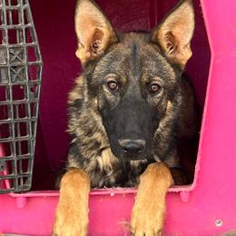 Red - Sable female German Shepherd puppy in Sierra Vista, Arizona from KnightWatch K-9