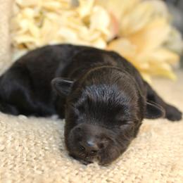 Jasper- CKC- F1 Mini AussieDoodle- Stokesdale, NC - Black and white male Aussiedoodle puppy in Stokesdale, North Carolina from His and Hers Poodles and Doodles