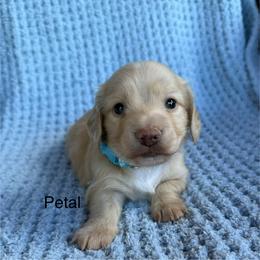 Petal - Cream female Dachshund puppy in Janesville, California from Elysian Creek Doxies
