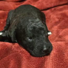 Spirit Black boy - Black male Labradoodle puppy in Churchill County Fallon, Nevada from Card Family Ranch