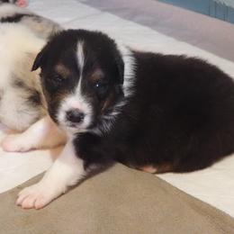 Boy 4 - male Australian Shepherd puppy in Cape Girardeau, Missouri from Promise Keeper Kennel