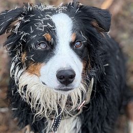 Miniature Australian Shepherds from Evergreen Aussies