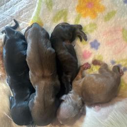 Black and tan 2 - Black and tan female Dachshund puppy in Frederick, Colorado from Get Low Mini Dachshunds