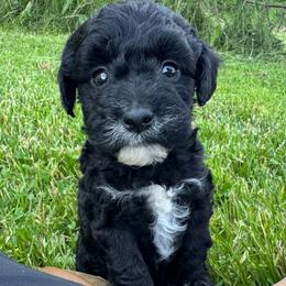Brownie - (Brownie Batter) - White and black female Bordoodle puppy in Canfield, Ohio from Poo's Doo's & Inu's