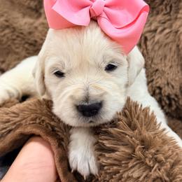 Nova - Light golden female Golden Retriever puppy in Shingle Springs, California from Creamy Retrievers