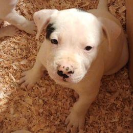 Puppy 5 green - White and brindle male American Bulldog puppy in Christiansburg, Virginia from Iron Will American Bulldogs
