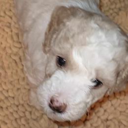 Boy 2 - Goldendoodle puppy from Luna's Doodles