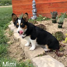 American Corgi All Grown Up from Tori’s Sassy Corgis