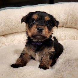 Yorkipoos from Yorkie Poo and You
