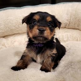 Yorkipoos from Yorkie Poo and You