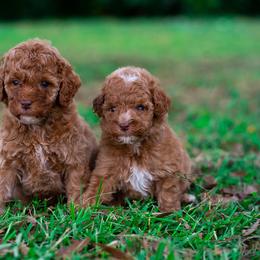 Poodle puppies from Blossom Paws