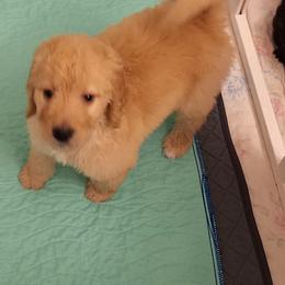 Bernedoodle Puppies from Jersey Girl's Doodles