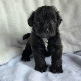 Monica ( Purple collar) - Black and white female Schnoodle puppy in Novinger, Missouri from Stormi Sky Schnoodles