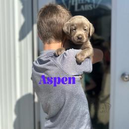 Aspen - Silver female Dilute Retriever puppy in Forest City, Iowa from Helm Labs