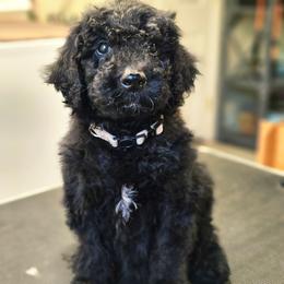 Cash - Black male Double Doodle puppy in Jeddo, Michigan from Bert's Doodles