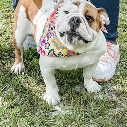 Bulldogs from Vernon’s English Bulldogs