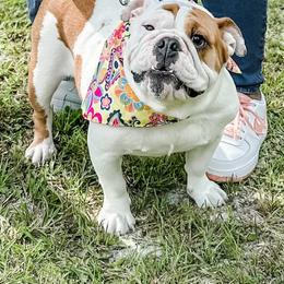 Bulldogs from Vernon’s English Bulldogs