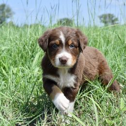 Australian Shepherd Puppies from Canyon South Aussies