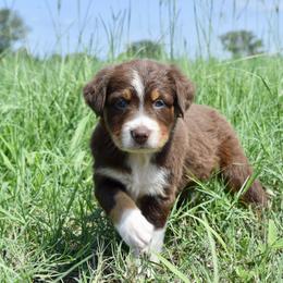 Australian Shepherd Puppies from Canyon South Aussies