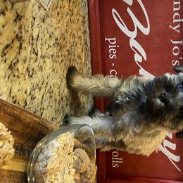 Miniature Schnauzer Puppies from Schnauzers on Robinson Lane