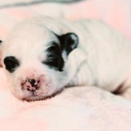 Peanut - Black and white female Bernedoodle puppy in Lima, Ohio from Hommel’s Mini Darling Doodles
