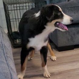 Odin - Black tri-color Australian Shepherd puppy in Crowell, Texas from Ardent Aussie Acres