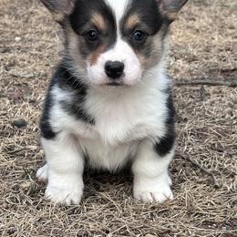 Vivian - Black and tan female Pembroke Welsh Corgi puppy in Rolla, Missouri from 4A Corgis