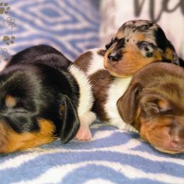 Dachshunds from Seaside Dachshunds