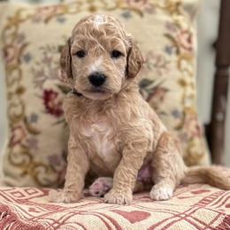Rainbow Dash- Blue - Cream female Goldendoodle puppy in Bay City, Texas from Charming Doods Goldendoodles