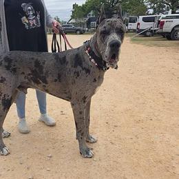 Freddy - Great Dane