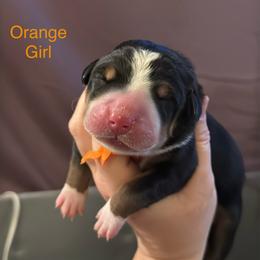 Orange Collar - Black, white and red female Greater Swiss Mountain Dog puppy in Knoxville, Maryland from Dahlgren Swissys