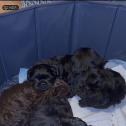 Australian Shepherd and Shih Tzu Puppies from Ford Hollow Farms Shih Tzus and Australian Shepherds