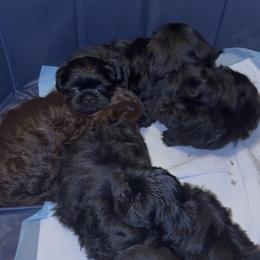 Australian Shepherd and Shih Tzu Puppies from Ford Hollow Farms Shih Tzus and Australian Shepherds