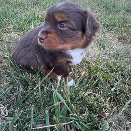 Girl 2 - Red tri female Miniature Australian Shepherd puppy in Amarillo, Texas from Duclops Ranch Aussies