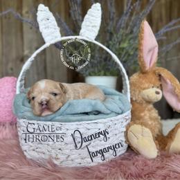 Game of Thrones, Daenerys Targaryen (fluffy) - Cream female French Bulldog puppy in Salem, Oregon from Toy House Frenchies