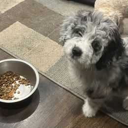 Lucas - Aussiedoodle puppy in Columbus, Ohio from FamilyOodles