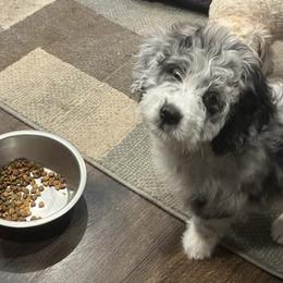 Lucas - Aussiedoodle puppy in Columbus, Ohio from FamilyOodles