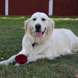 Golden Retriever puppies from Prairie Winds Goldens