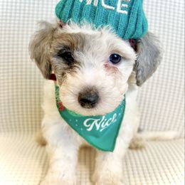 DOUGHNUT - Brown and white male Bernedoodle puppy in Houston, Texas from Pia’s Doodle Poodle Wag