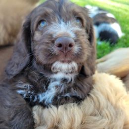 Walt - Chocolate Assorted Doodle Crosses puppy in Blackfoot, Idaho from Lucky Pup Meadows